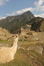 A resting Llama at the ruines Royalty Free Stock Photo