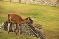 A resting Llama at the ruines Royalty Free Stock Photo