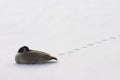 Resting lone goose Royalty Free Stock Photo