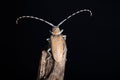 Resting Long horn beetle, Batocera rufomaculata, Pune