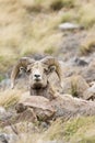 Resting while looking out for trouble Royalty Free Stock Photo