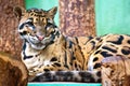 Neofelis nebulosa / Clouded leopard Royalty Free Stock Photo