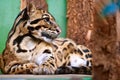 Neofelis nebulosa / Clouded leopard Royalty Free Stock Photo