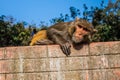 Resting Macac at Swayambhunath Temple Royalty Free Stock Photo