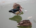 Resting magnificent male wood duck with mallard females