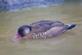Resting male Brazilian Teal or Brazilian Duck, Amazonetta brasiliensis Royalty Free Stock Photo