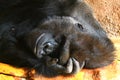 Resting male gorilla Royalty Free Stock Photo