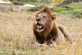 Resting Male Lion