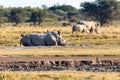 Male of white rhinoceros Botswana, Africa Royalty Free Stock Photo