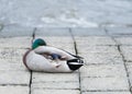 Resting mallard drake at the river bank. Royalty Free Stock Photo