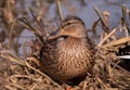 Resting mallard ducks in some grasses