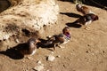 Resting Mandarin ducks in a park near the water on a sunny day. Royalty Free Stock Photo