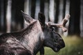 Resting Moose Bull Keeping Watch