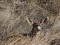 Resting Mule Deer Buck Royalty Free Stock Photo