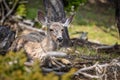 Resting mule deer in Yellowstone National Park Royalty Free Stock Photo