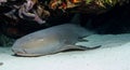 Resting Nurse Shark