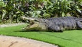 Resting old crocodile with opened mouth full of tooths.