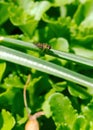 Resting on an old Daffodil leaf, a Hover Fly soaks up the spring sunshine Royalty Free Stock Photo