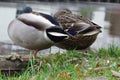 Resting pair of ducks silently and attently