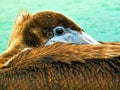 Resting Pelican Royalty Free Stock Photo