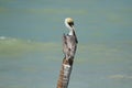 Resting Pelican at the Sea Royalty Free Stock Photo