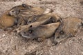 Resting piglets