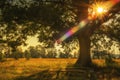 Resting place under a mighty oak tree. Royalty Free Stock Photo