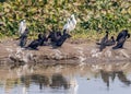 resting point of cormorant near lake Royalty Free Stock Photo