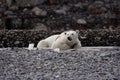 Resting polar bear Royalty Free Stock Photo