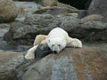 Resting polar bear Royalty Free Stock Photo