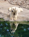 Resting polar bear at the zoo of Pairi Daiza