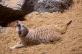 Resting position of meerkat Royalty Free Stock Photo