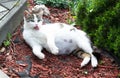 Resting Pregnant cat sprawled on the Ground Royalty Free Stock Photo