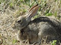 Resting rabbit on the prairie Royalty Free Stock Photo