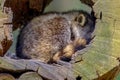 Sleeping racoon in hollow tree