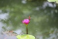 Resting red dragonfly on pink Waterlily ripples