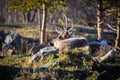 Resting Reindeer.