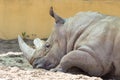 Resting rhino close up Royalty Free Stock Photo