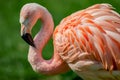 Resting rosy Chilean flamingo at sunset portrait, closeup, details Royalty Free Stock Photo