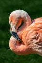 Resting rosy Chilean flamingo at sunset portrait, closeup, details Royalty Free Stock Photo
