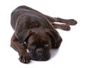 Resting sad boxer dog Royalty Free Stock Photo