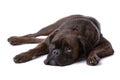 Resting sad boxer dog Royalty Free Stock Photo