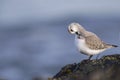 A resting sanderling perched on a rock along the Dutch coast in the winter at the North Sea. Royalty Free Stock Photo