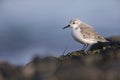 A resting sanderling perched on a rock along the Dutch coast in the winter at the North Sea. Royalty Free Stock Photo