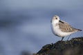 A resting sanderling perched on a rock along the Dutch coast in the winter at the North Sea. Royalty Free Stock Photo