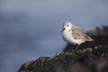 A resting sanderling perched on a rock along the Dutch coast in the winter at the North Sea. Royalty Free Stock Photo