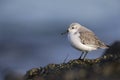 A resting sanderling perched on a rock along the Dutch coast in the winter at the North Sea. Royalty Free Stock Photo