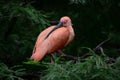 Resting Scarlett Ibis on a branch. Royalty Free Stock Photo