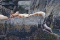 Resting sea lions