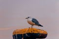 Resting seagull at the aquatory of the port of Klaipeda, Lithuania